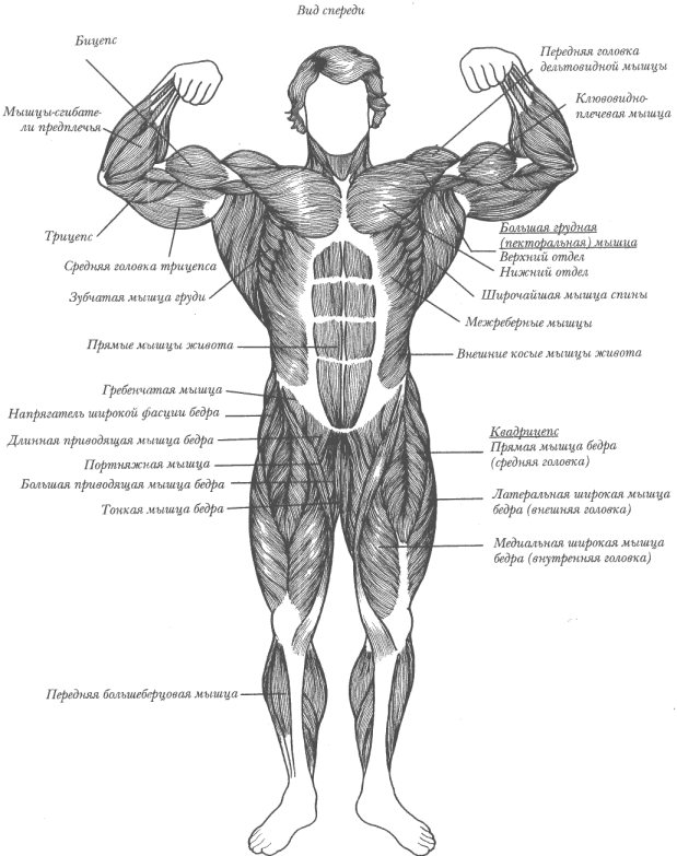 Основные группы мышц (вид спереди).