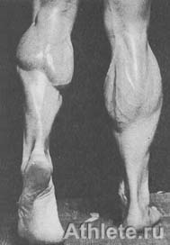 О таком развитии мышц голени, как у Кена Уоллера, многим другим культуристам приходится только мечтать. Икроножная мышца, лежащая над плоской, треугольной камбаловидной мышцей, массивная и рельефная вплоть до лодыжки.